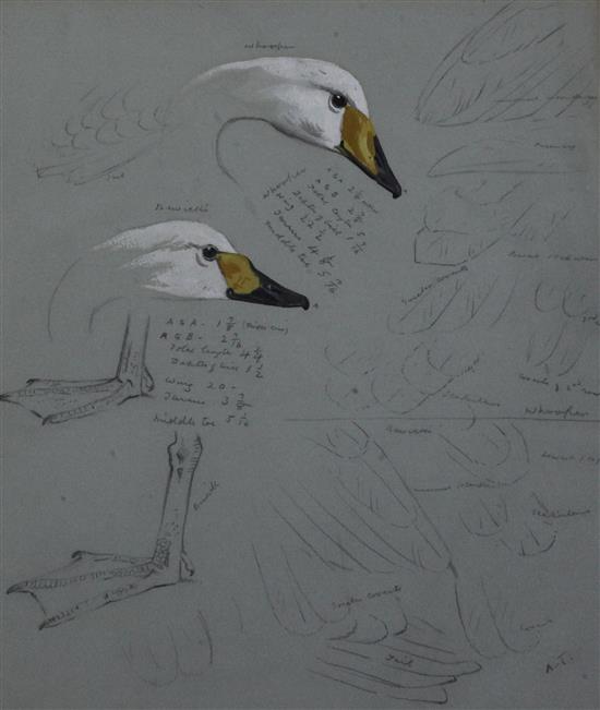 Archibald Thorburn (1860-1935) Studies of Whooper and Berwick Swans 12 x 10.25in.